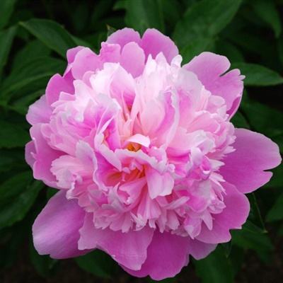 江南app手机app下载截图